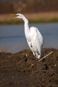 8 - racconigi - aprendo le ali sul parco - airone