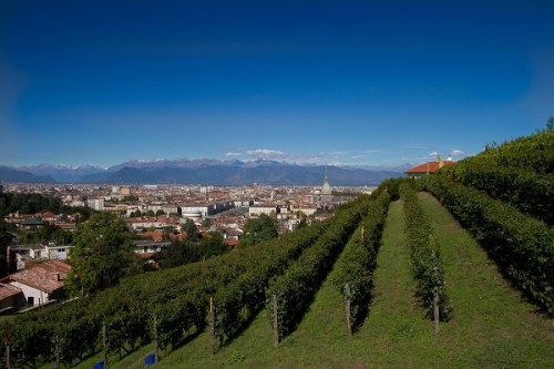 Villa della Regina, Vigna