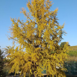 Magnifico Ginkgo biloba, situato nel giardino di Villa della Regina, qui nel suo “abito autunnale”. Fu piantato nella seconda metà del Settecento per volontà di Maria Antonia Ferdinanda di Borbone-Spagna, moglie del re di Sardegna Vittorio Amedeo III. Pianta originaria della Cina, dove sono stati rinvenuti fossili che risalgono a 250 milioni di anni fa, deve il nome della sua specie (biloba) alla divisione in due lobi delle foglie, a forma di ventaglio.
