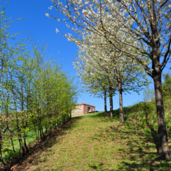 La Vigna di Villa della Regina fu voluta e ideata dal Principe Maurizio di Savoia all’inizio del XVII secolo, ma fu la moglie Ludovica a disporne l’ampliamento facendo piantare nel terreno circostante alberi da frutta, come i ciliegi da cui risultò l’omonimo viale, incantevole nel periodo della fioritura.