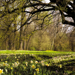 Dopo il lungo sonno invernale il Parco del Castello di Racconigi si risveglia con la fioritura di narcisi, viole ed altri fiori primaverili che creano un variopinto tappeto al di sotto delle querce centenarie.