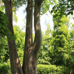 Di fronte alla Scuderia dei Cavallini svetta dominante su tigli, noci e platani, un maestoso esemplare di Zelkova piantato nell’Ottocento in occasione della ridefinizione del Parco di Racconigi promossa da Carlo Alberto. Con i suoi 45 metri di altezza, rientra nell’elenco delle piante monumentali del Piemonte per longevità e rarità botanica.