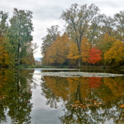 Foliage autunnale, al Castello di Agliè, che si riflette nell’acqua del lago situato nel Parco che fu progettato dal paesaggista tedesco Xavier Kurten tra il 1830 e il 1840. Al centro del lago un gruppo di ninfee, a destra un carpino con insolita colorazione rossa anziché gialla, mentre a sinistra un Taxodium disticum, verde, o cipresso calvo. In lontananza, sullo sfondo, si intravede il Castello.
